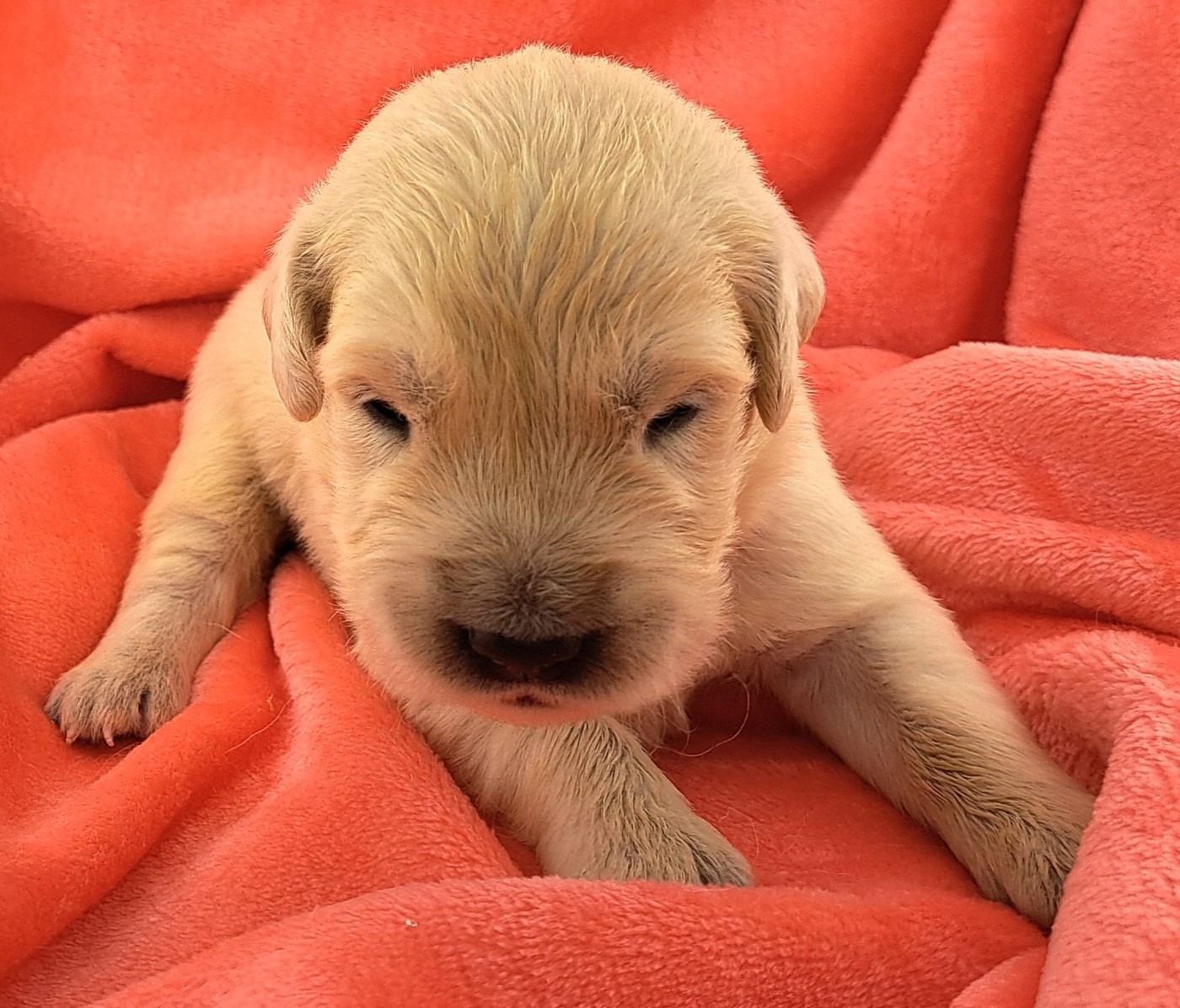 of Mayajoe's Dreams - Chiots disponibles - Golden Retriever