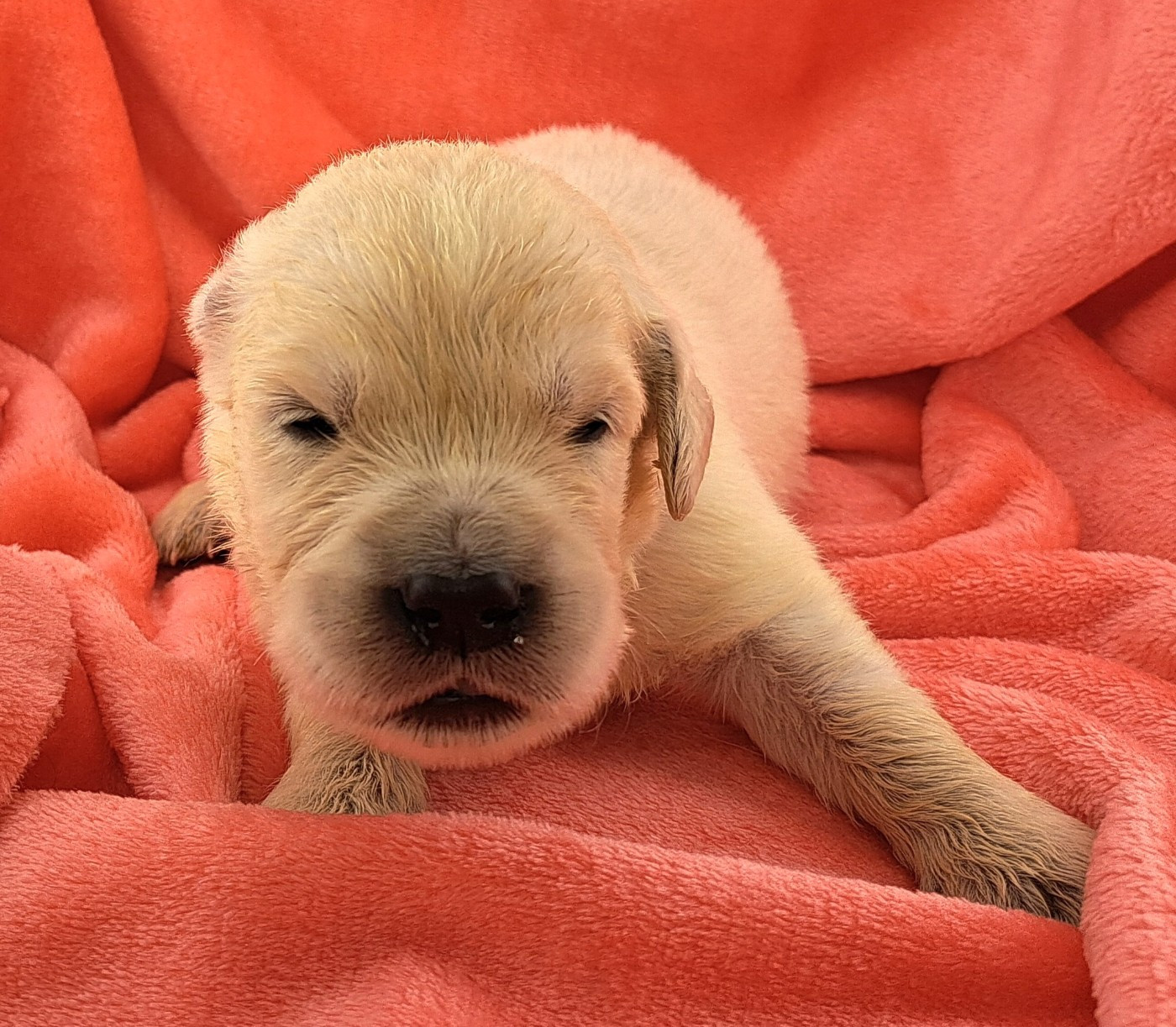 of Mayajoe's Dreams - Chiots disponibles - Golden Retriever