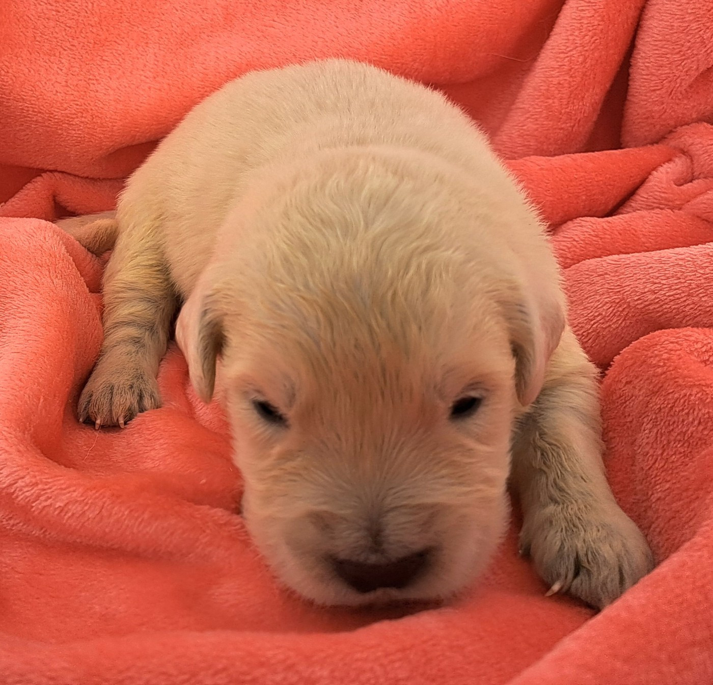 of Mayajoe's Dreams - Chiots disponibles - Golden Retriever