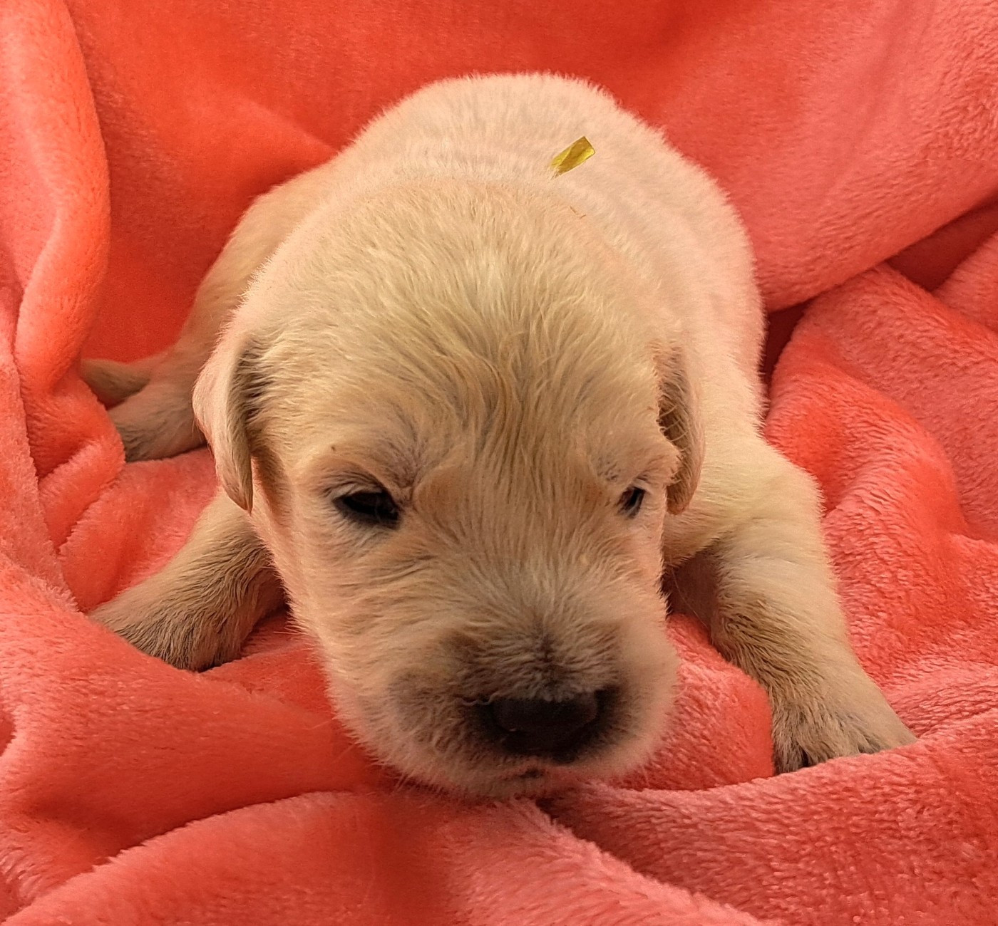 of Mayajoe's Dreams - Chiots disponibles - Golden Retriever