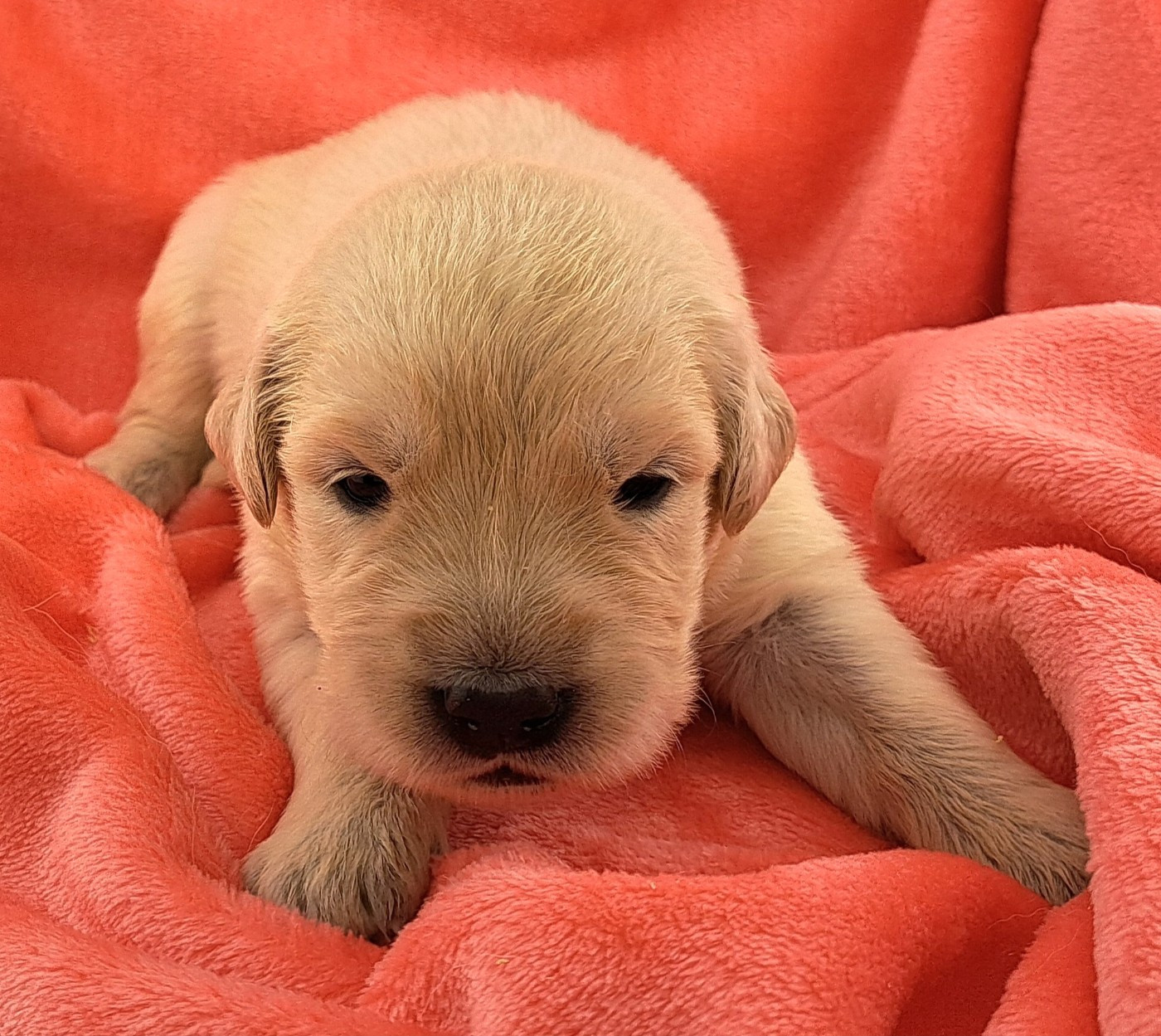 of Mayajoe's Dreams - Chiots disponibles - Golden Retriever