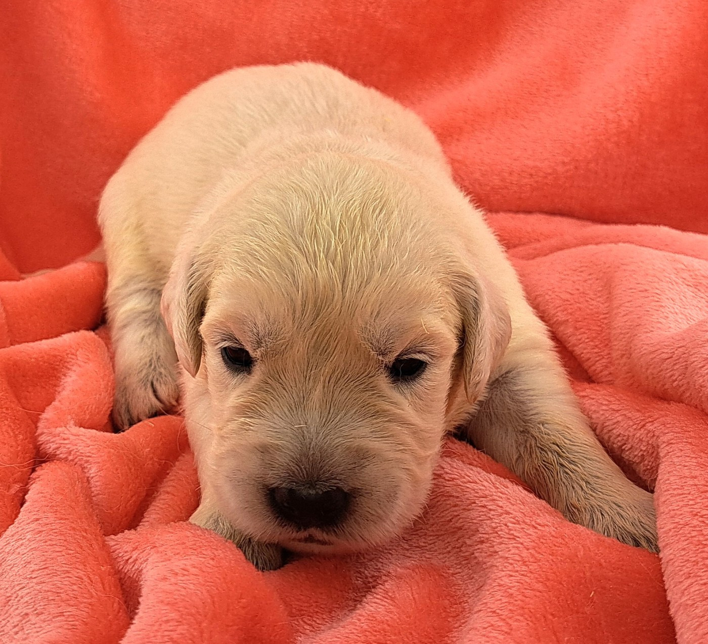 of Mayajoe's Dreams - Chiots disponibles - Golden Retriever