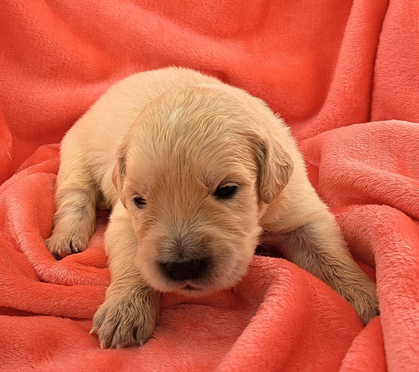 of Mayajoe's Dreams - Chiots disponibles - Golden Retriever