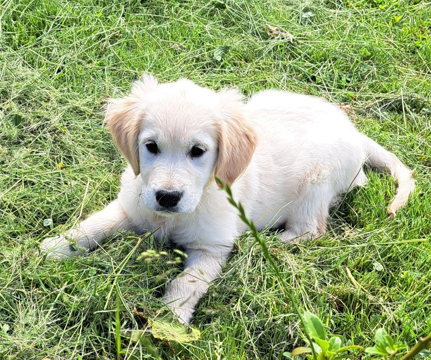 of Mayajoe's Dreams - Chiots disponibles - Golden Retriever