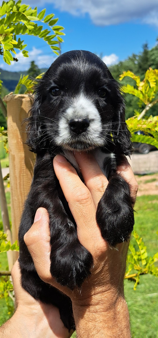 of Mayajoe's Dreams - Chiots disponibles - Cocker Spaniel Anglais