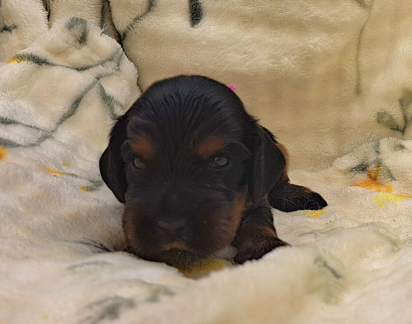 of Mayajoe's Dreams - Chiots disponibles - Cocker Spaniel Anglais