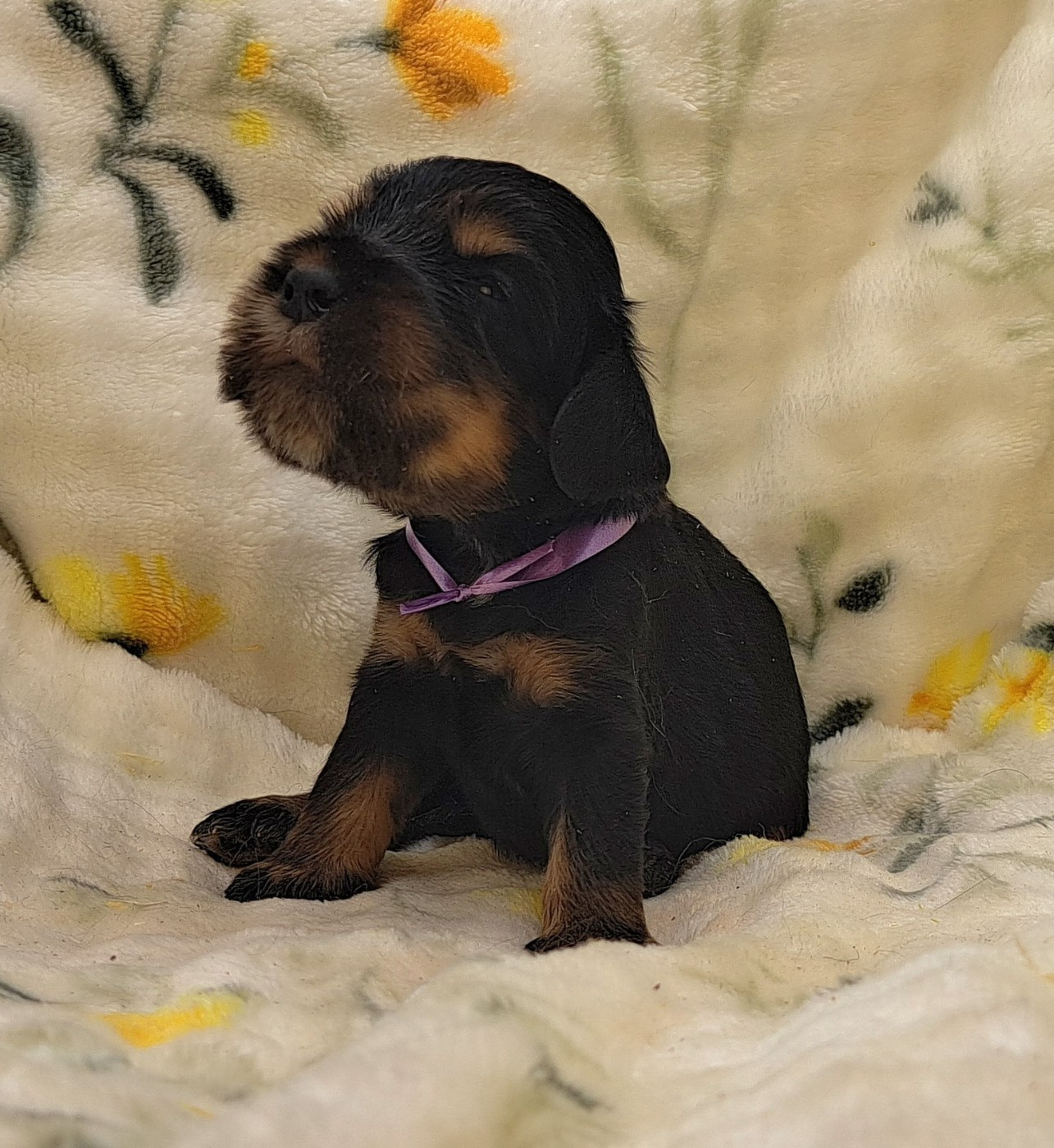 of Mayajoe's Dreams - Chiots disponibles - Cocker Spaniel Anglais