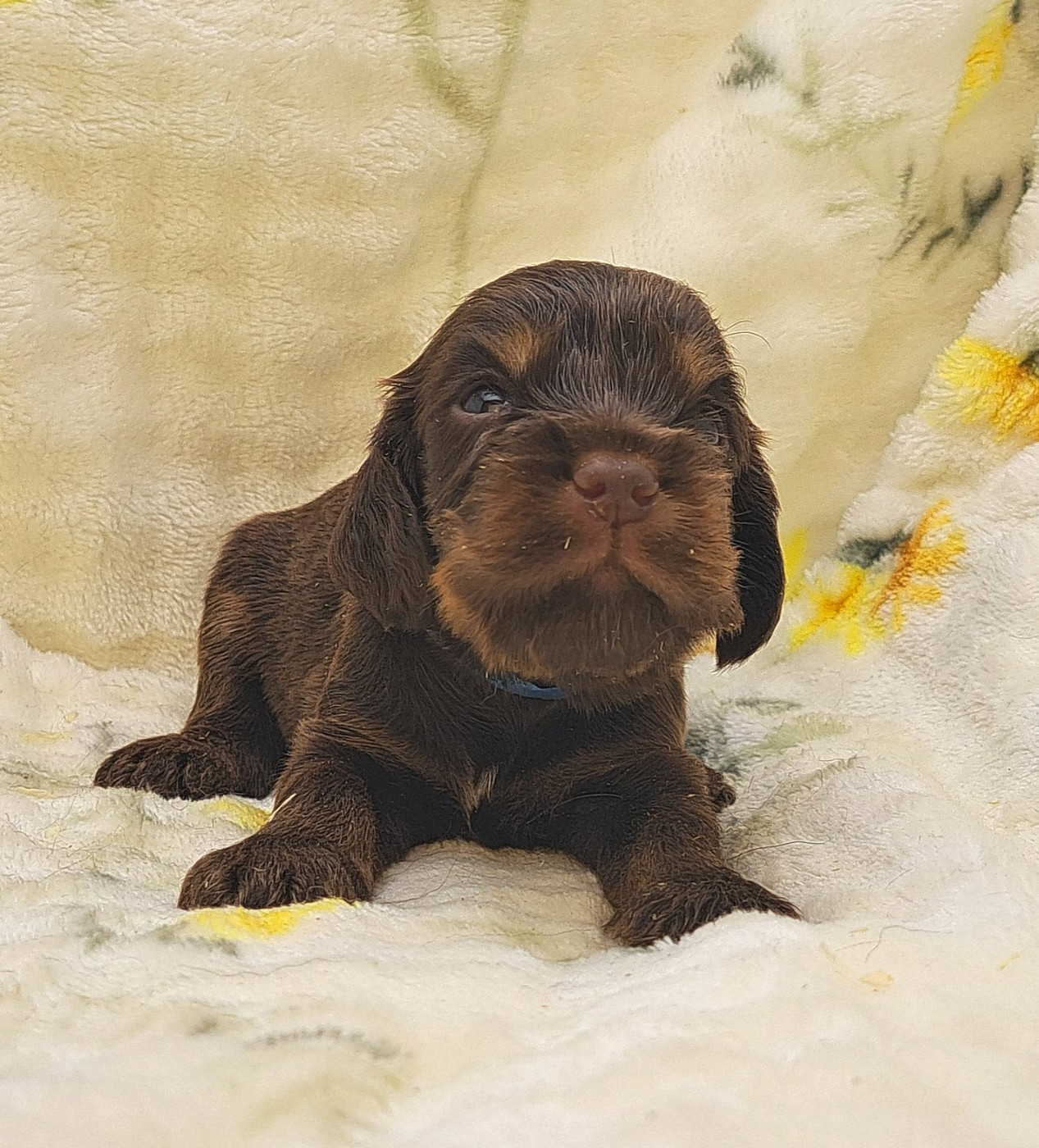 of Mayajoe's Dreams - Chiots disponibles - Cocker Spaniel Anglais