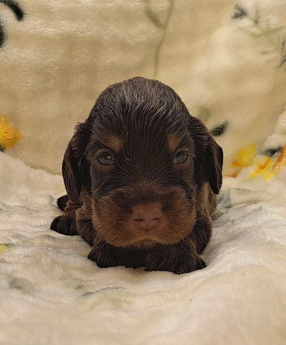 of Mayajoe's Dreams - Chiots disponibles - Cocker Spaniel Anglais