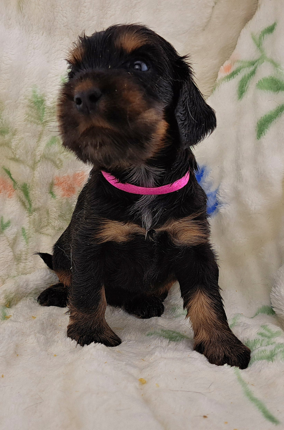 of Mayajoe's Dreams - Chiots disponibles - Cocker Spaniel Anglais