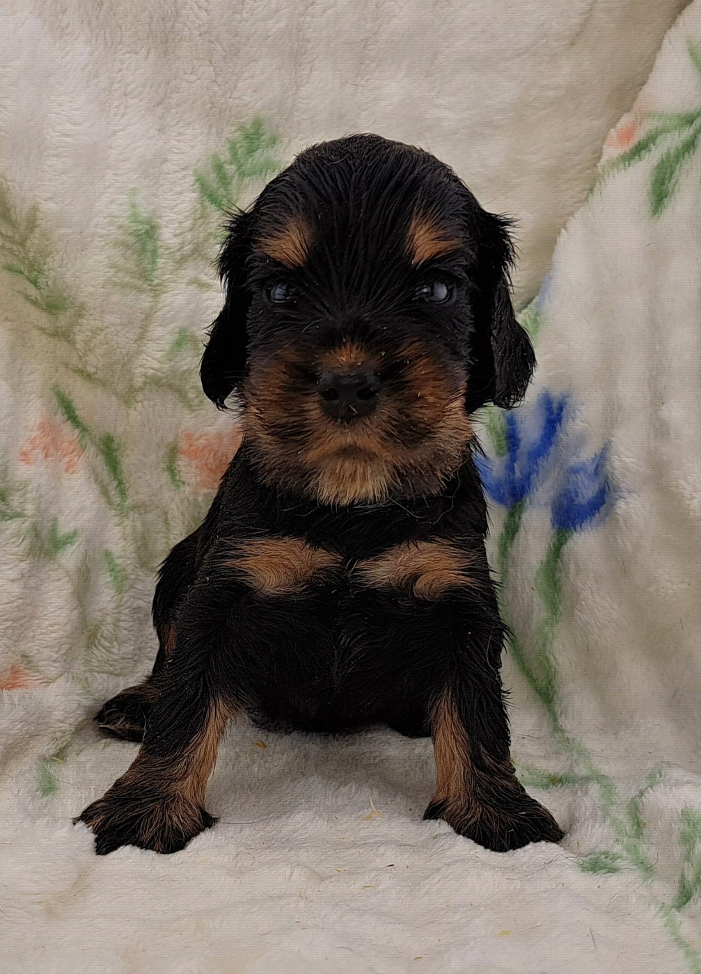 of Mayajoe's Dreams - Chiots disponibles - Cocker Spaniel Anglais