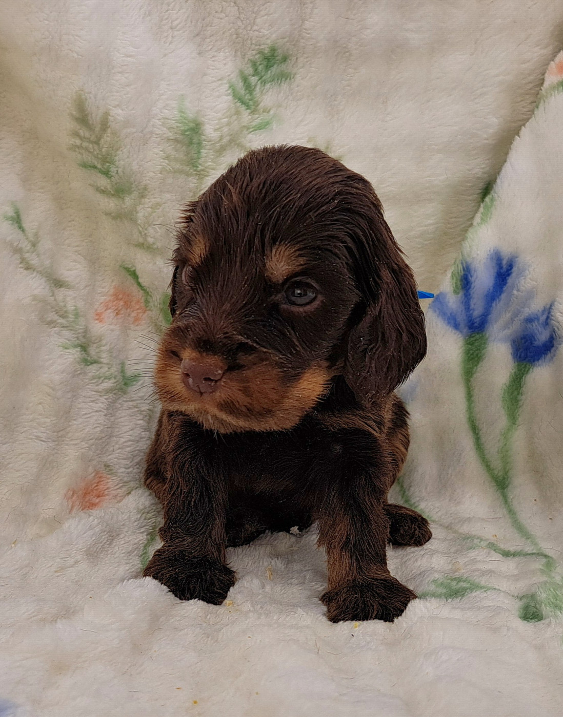 of Mayajoe's Dreams - Chiots disponibles - Cocker Spaniel Anglais