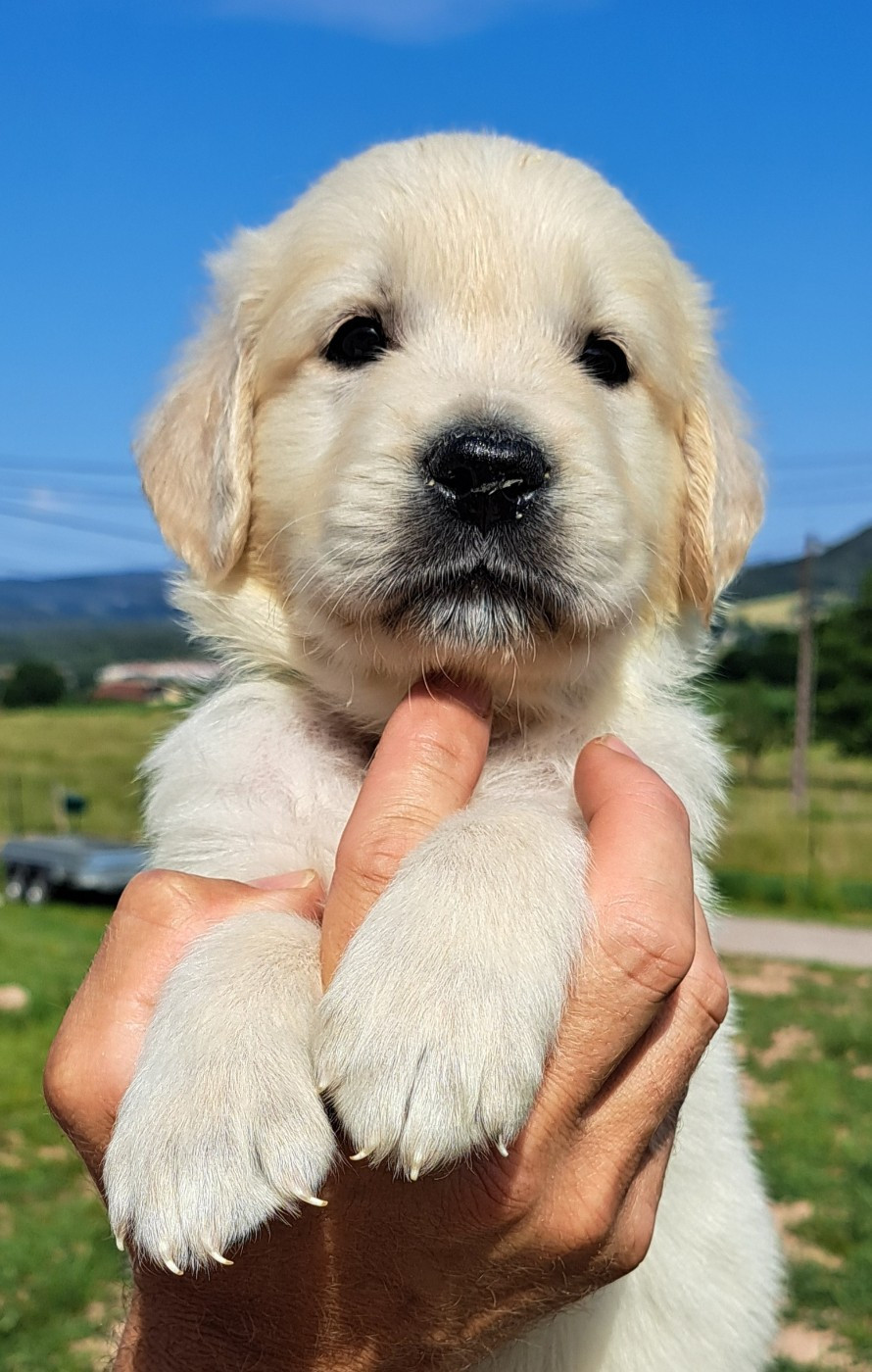 of Mayajoe's Dreams - Chiots disponibles - Golden Retriever