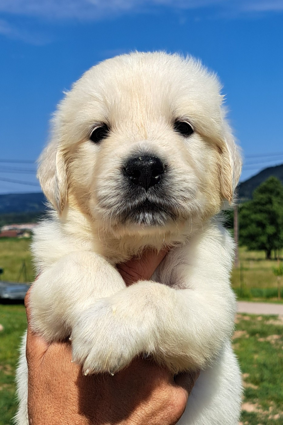 of Mayajoe's Dreams - Chiots disponibles - Golden Retriever