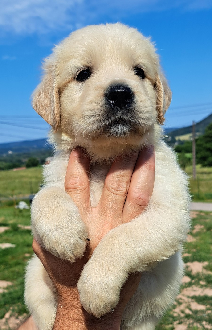 of Mayajoe's Dreams - Chiots disponibles - Golden Retriever