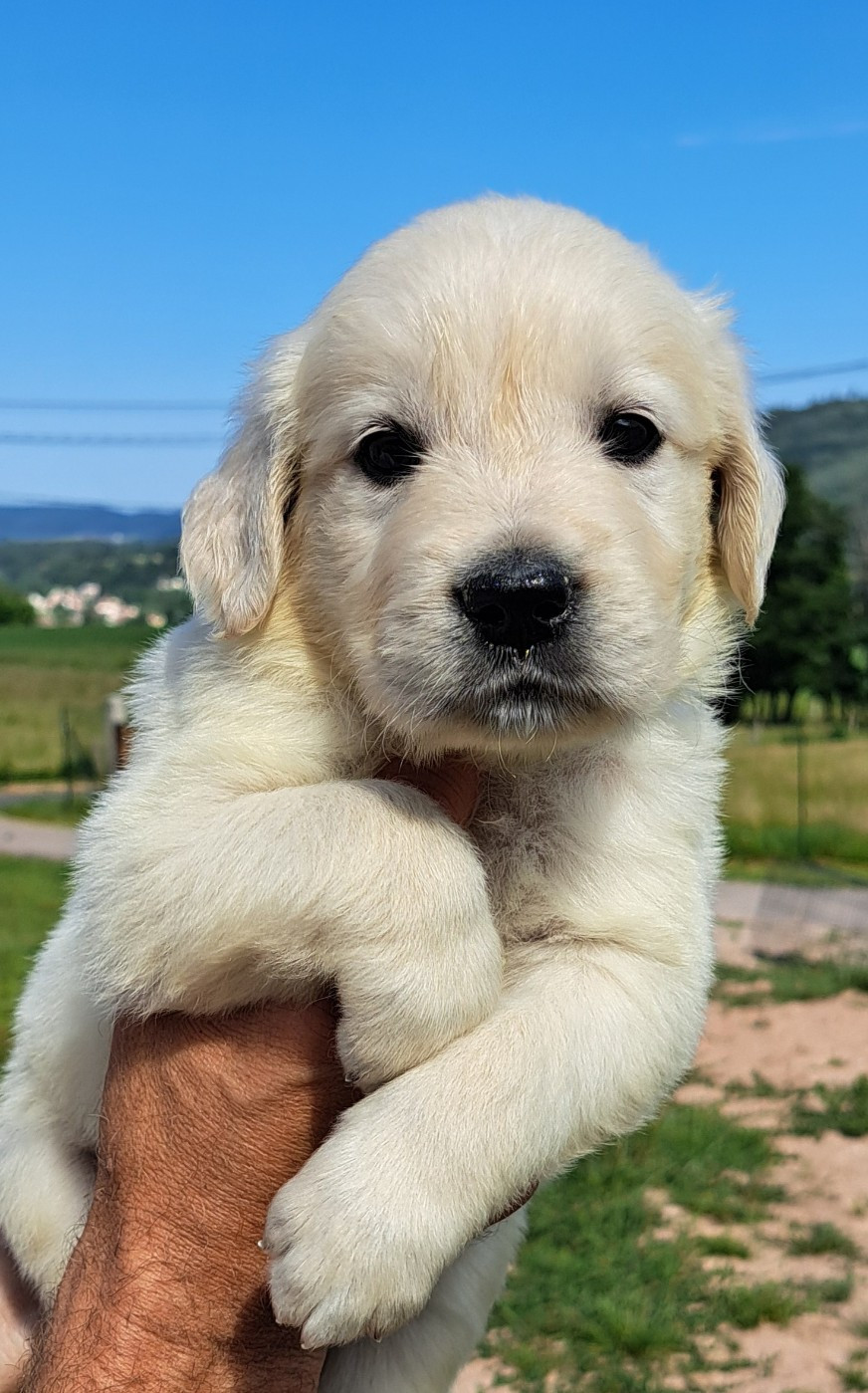 of Mayajoe's Dreams - Chiots disponibles - Golden Retriever