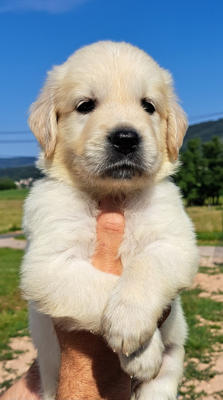 of Mayajoe's Dreams - Chiots disponibles - Golden Retriever