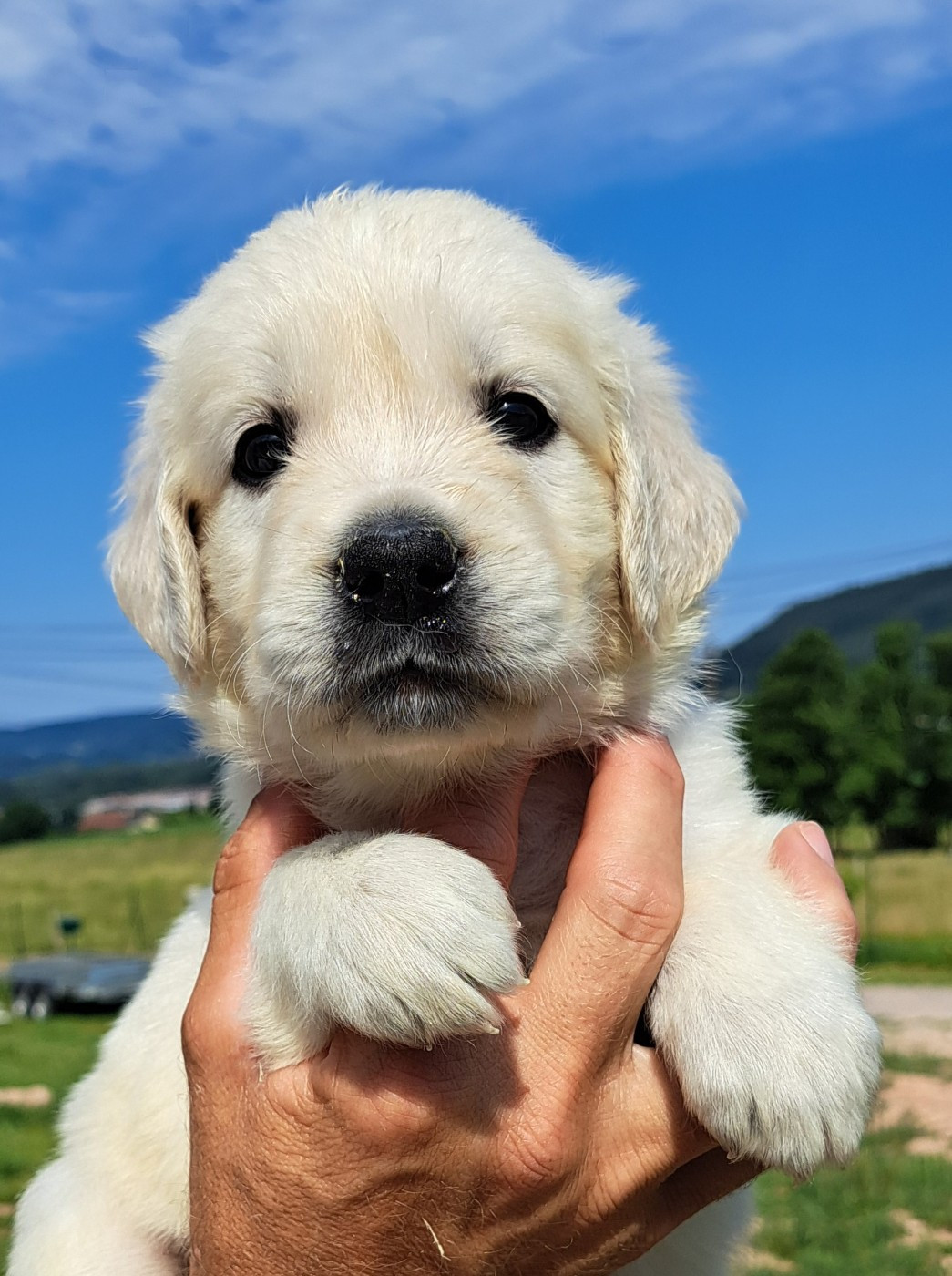 of Mayajoe's Dreams - Chiots disponibles - Golden Retriever