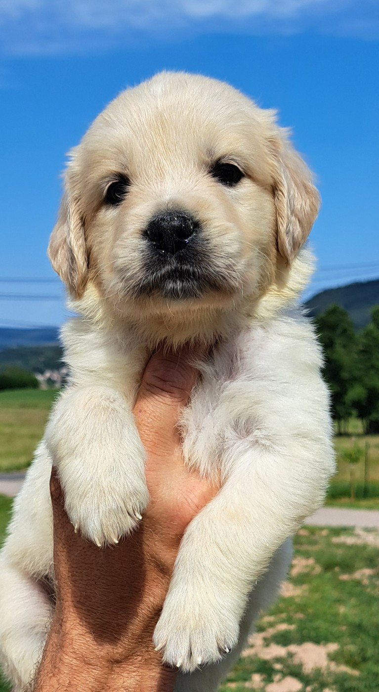 of Mayajoe's Dreams - Chiots disponibles - Golden Retriever