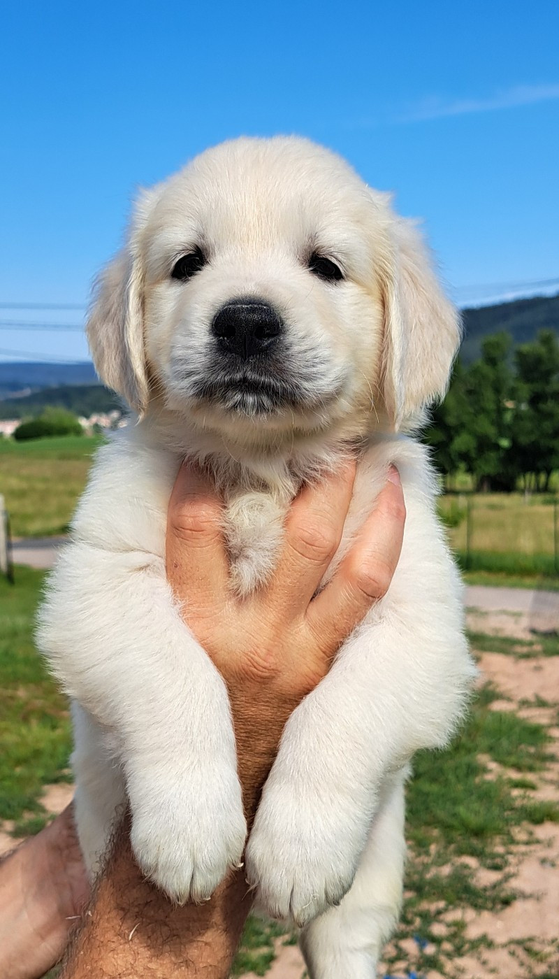 of Mayajoe's Dreams - Chiots disponibles - Golden Retriever