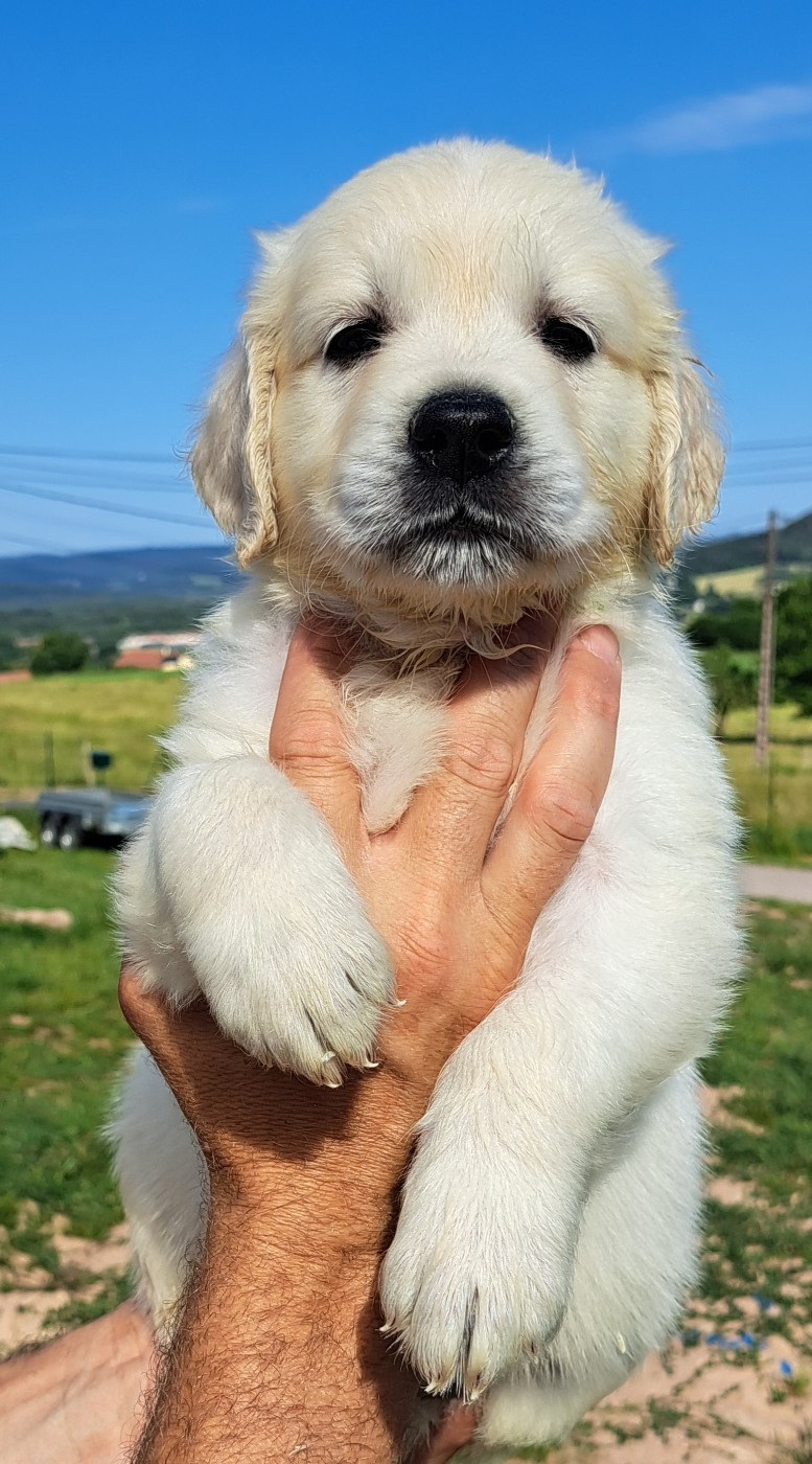 of Mayajoe's Dreams - Chiots disponibles - Golden Retriever
