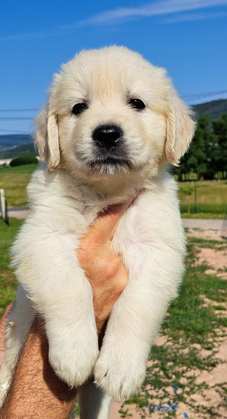 of Mayajoe's Dreams - Chiots disponibles - Golden Retriever
