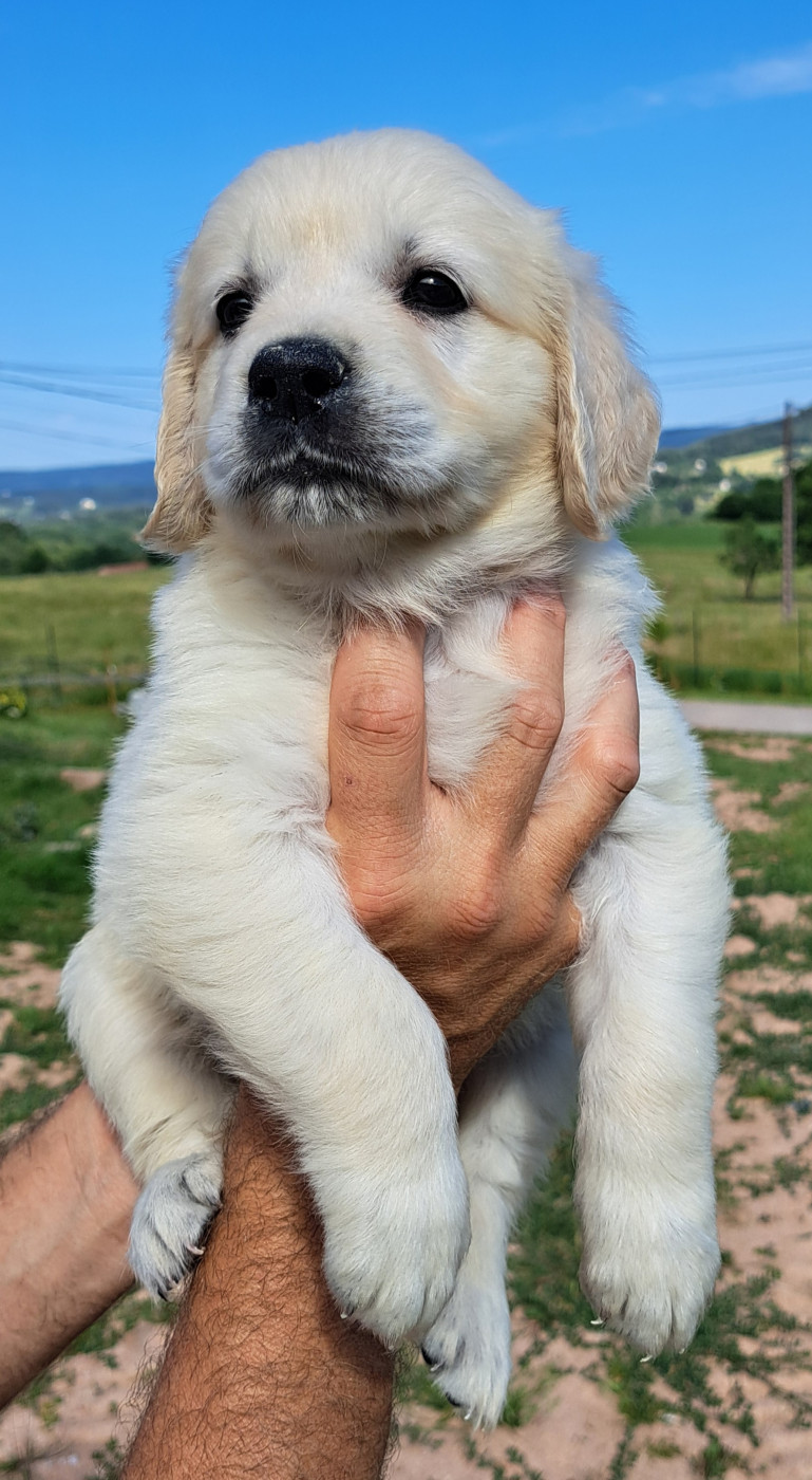 of Mayajoe's Dreams - Chiots disponibles - Golden Retriever