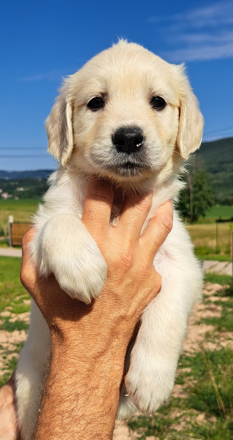 of Mayajoe's Dreams - Chiots disponibles - Golden Retriever