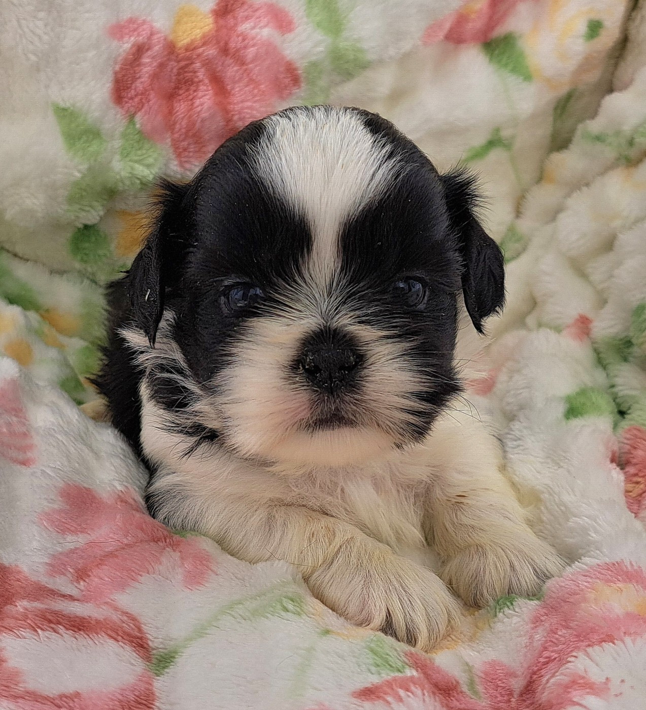 of Mayajoe's Dreams - Chiots disponibles - Shih Tzu