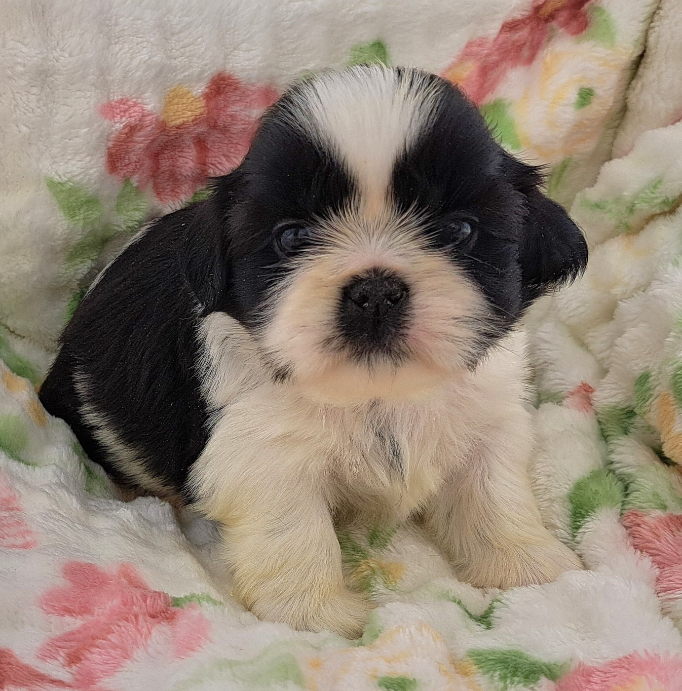 of Mayajoe's Dreams - Chiots disponibles - Shih Tzu