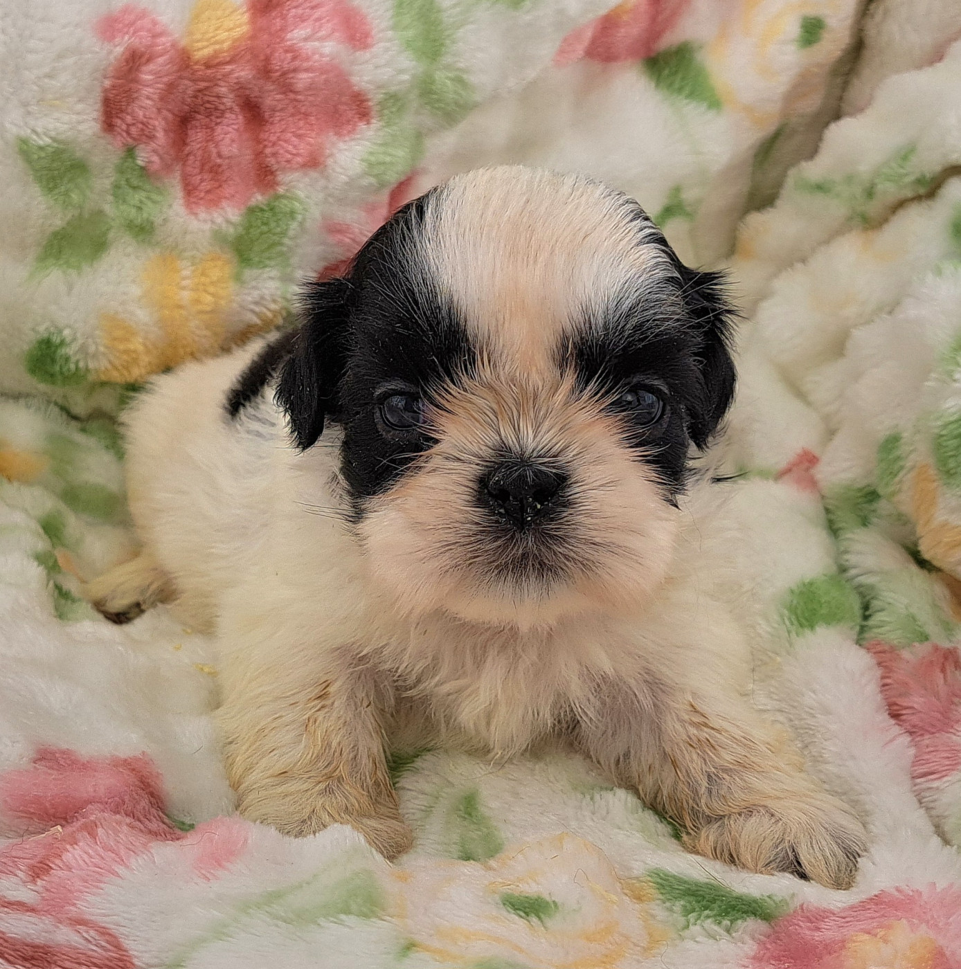 of Mayajoe's Dreams - Chiots disponibles - Shih Tzu