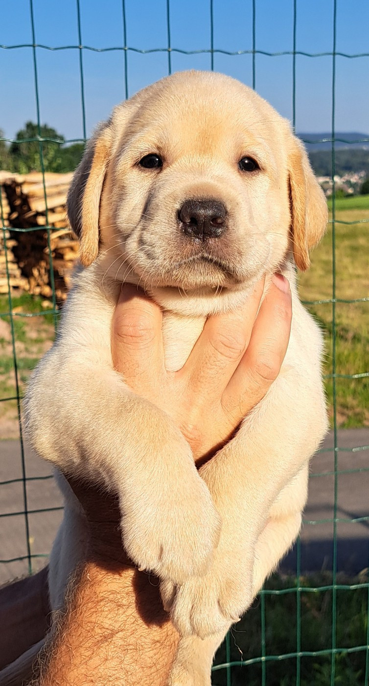 of Mayajoe's Dreams - Chiots disponibles - Labrador Retriever