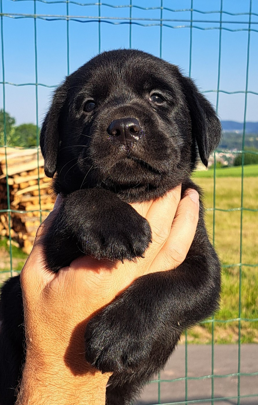 of Mayajoe's Dreams - Chiots disponibles - Labrador Retriever