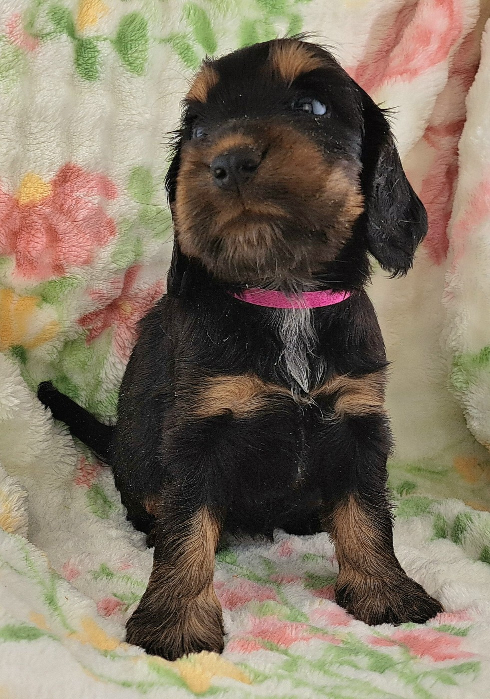 of Mayajoe's Dreams - Chiots disponibles - Cocker Spaniel Anglais