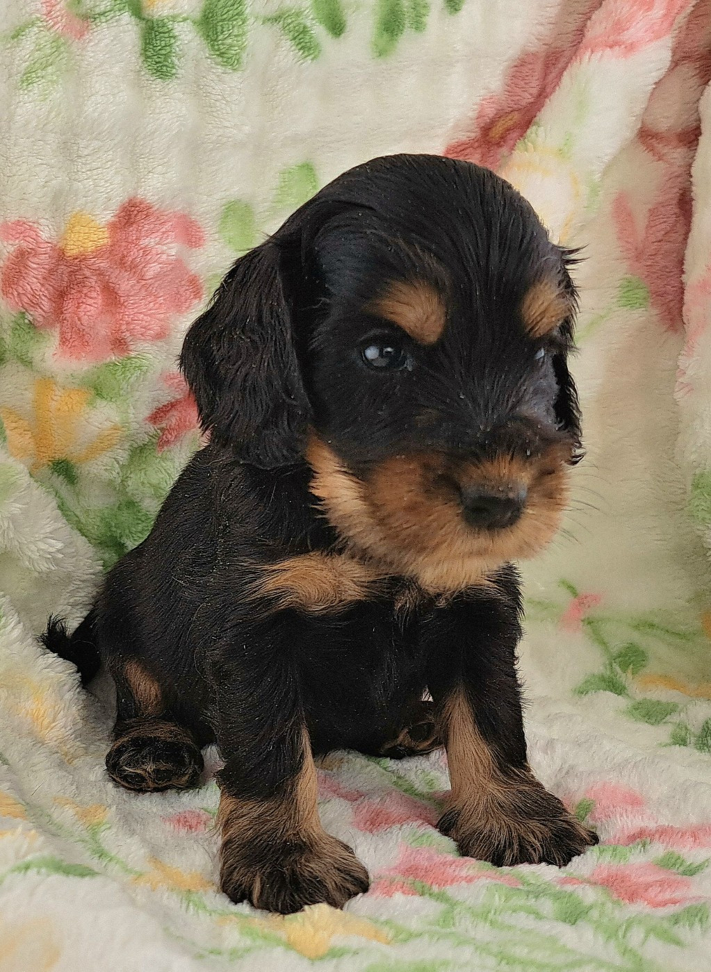 of Mayajoe's Dreams - Chiots disponibles - Cocker Spaniel Anglais