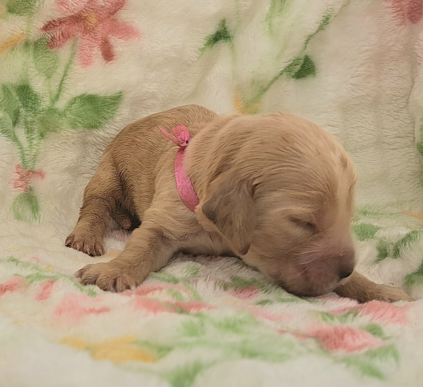 of Mayajoe's Dreams - Chiots disponibles - Cocker Spaniel Anglais