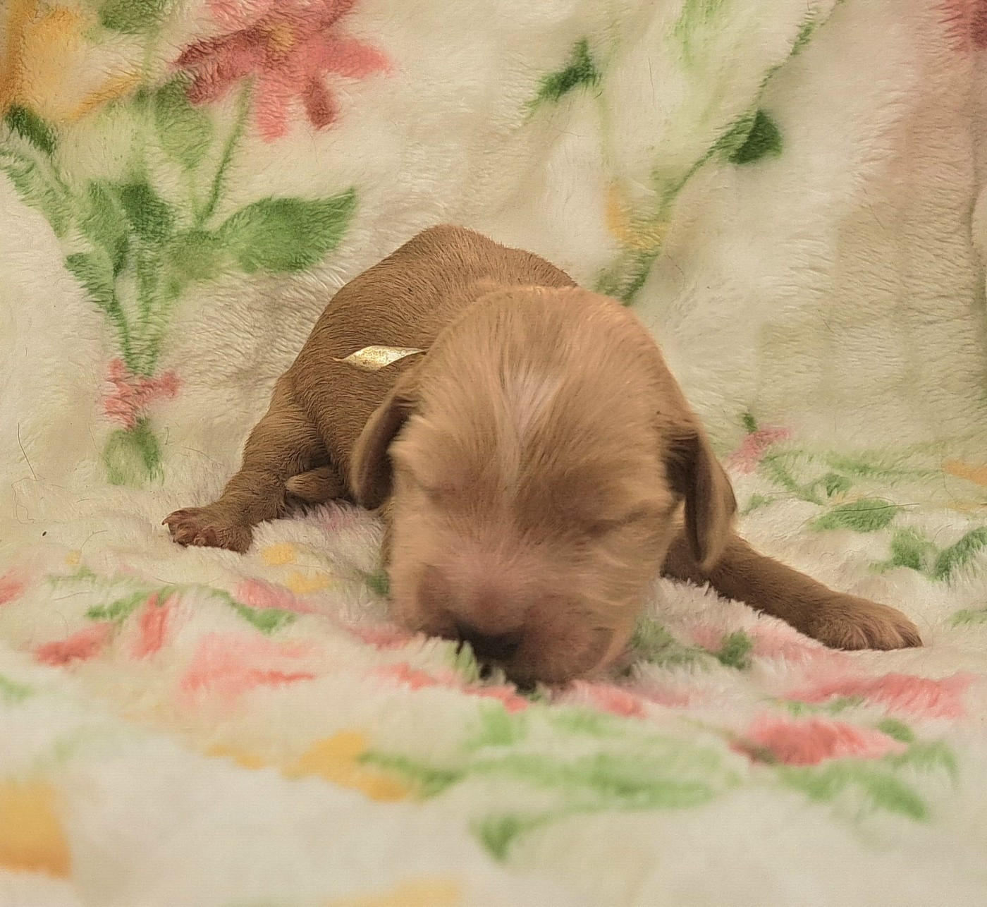 of Mayajoe's Dreams - Chiots disponibles - Cocker Spaniel Anglais