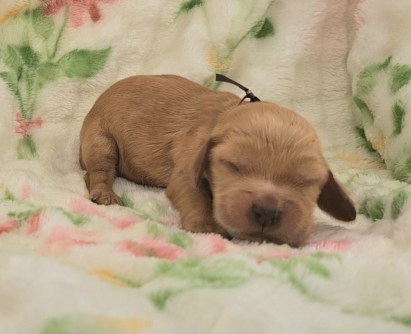 of Mayajoe's Dreams - Chiots disponibles - Cocker Spaniel Anglais