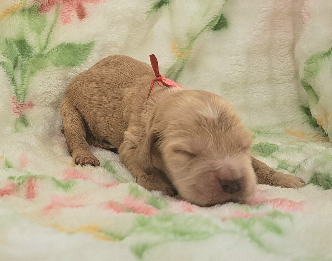 of Mayajoe's Dreams - Chiots disponibles - Cocker Spaniel Anglais