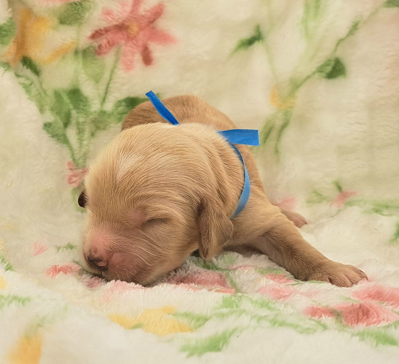 of Mayajoe's Dreams - Chiots disponibles - Cocker Spaniel Anglais