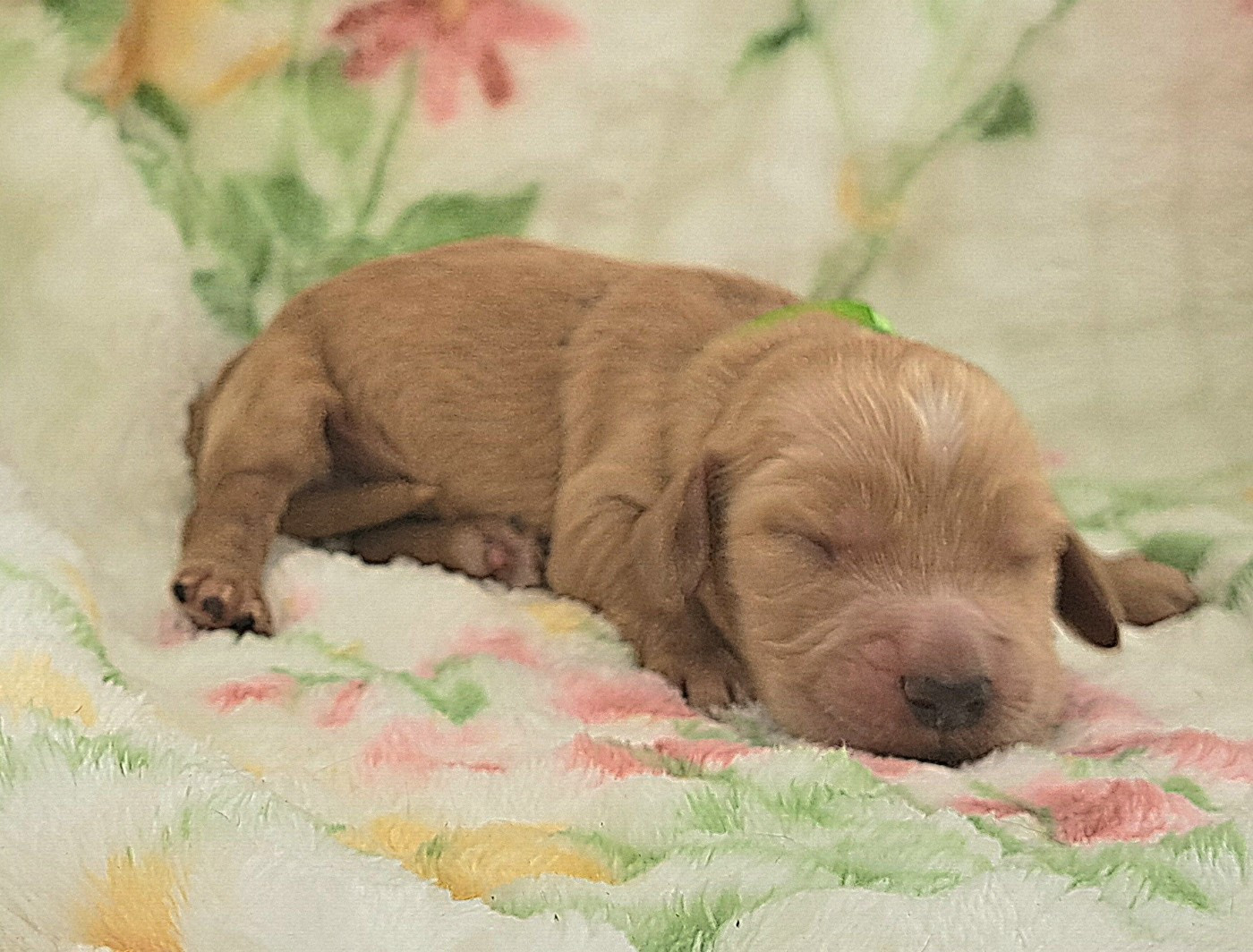 of Mayajoe's Dreams - Chiots disponibles - Cocker Spaniel Anglais