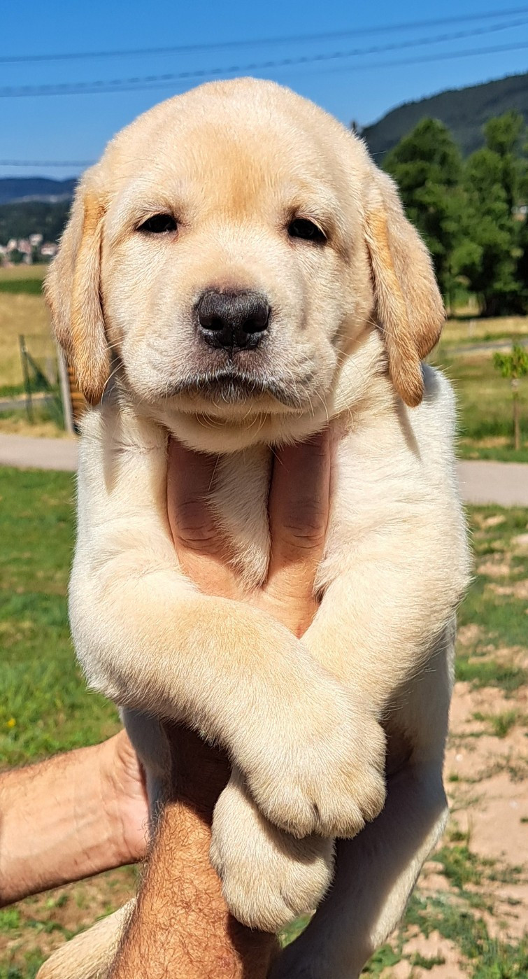 of Mayajoe's Dreams - Chiots disponibles - Labrador Retriever