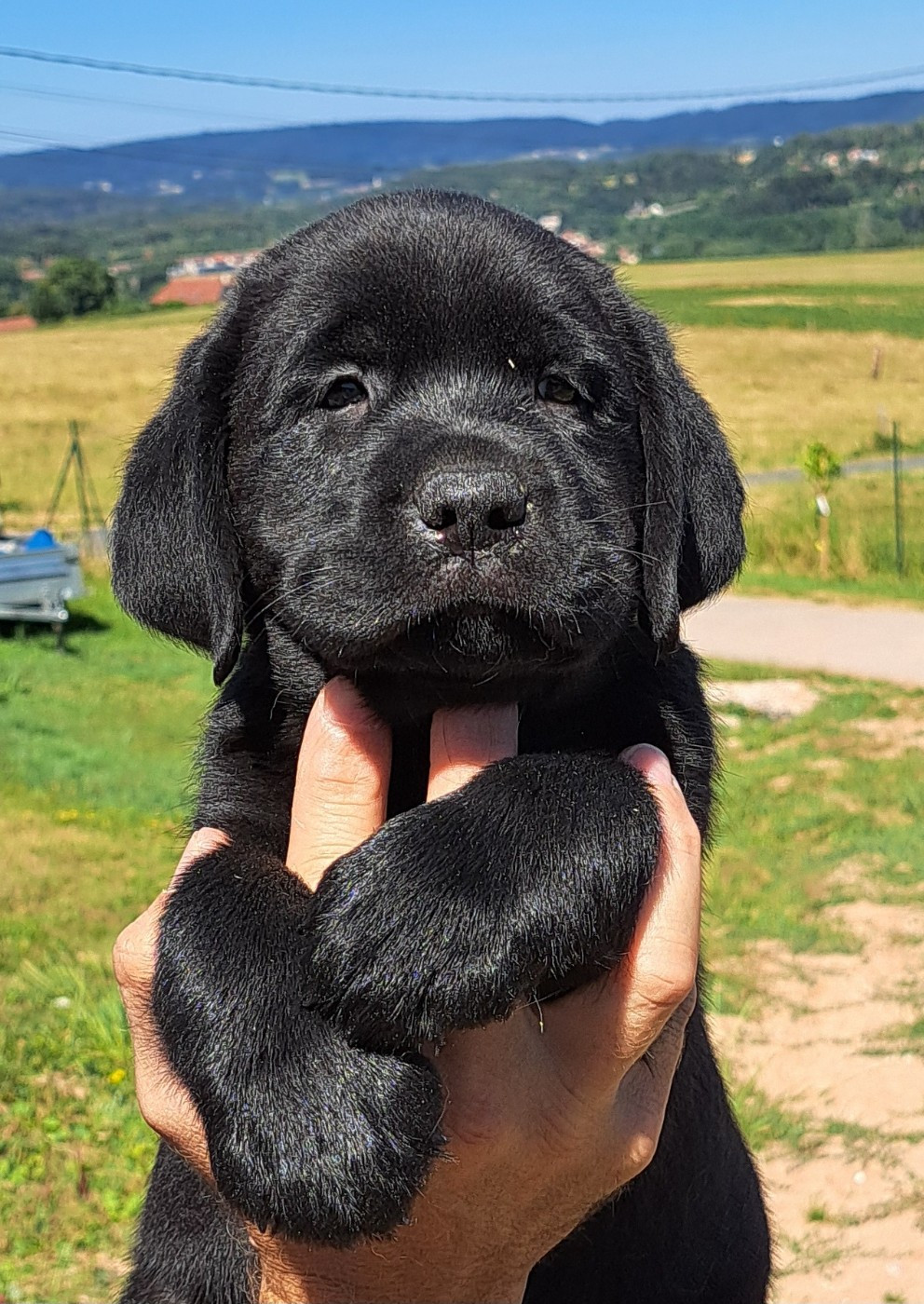 of Mayajoe's Dreams - Chiots disponibles - Labrador Retriever