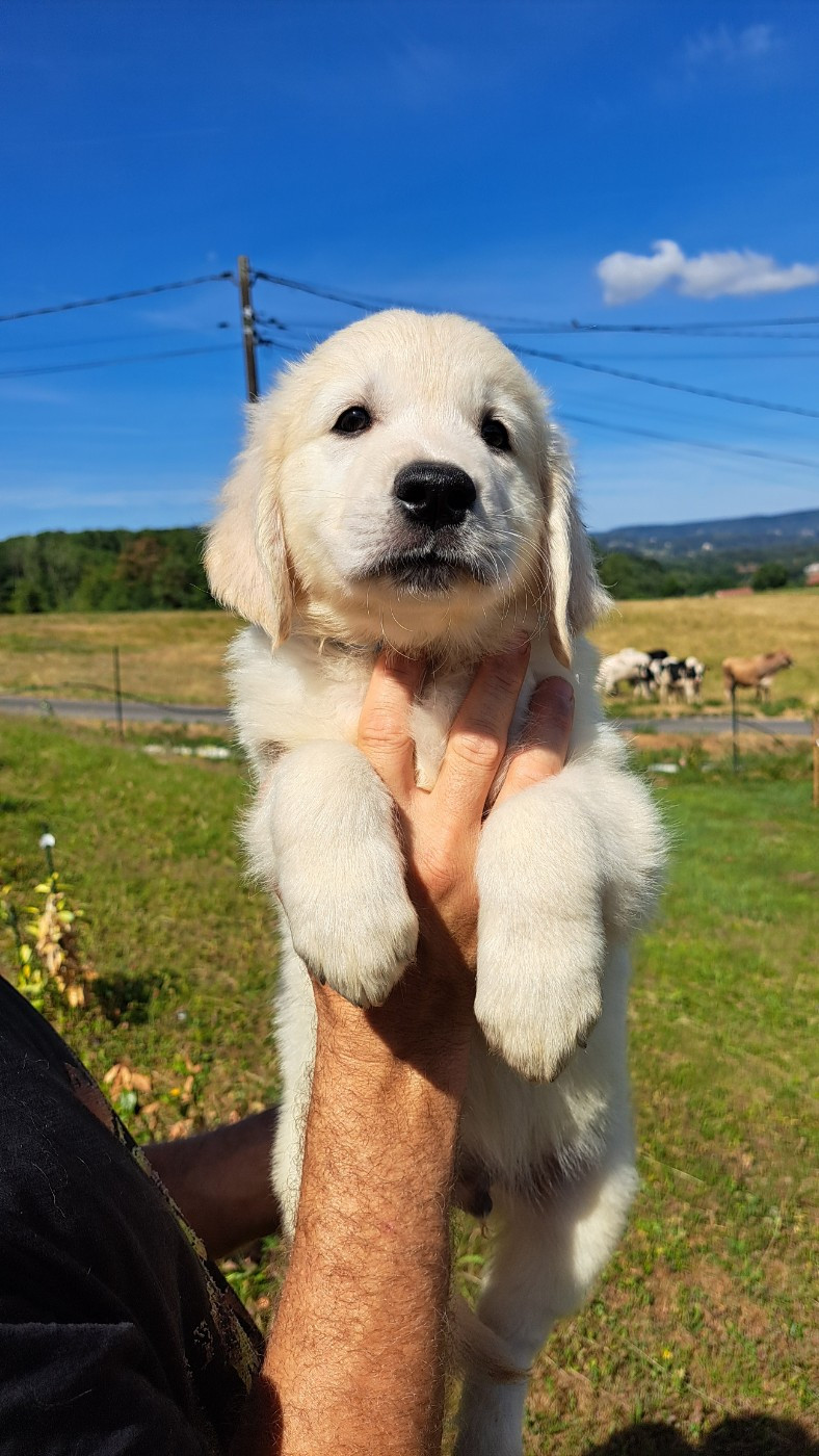 of Mayajoe's Dreams - Chiots disponibles - Golden Retriever
