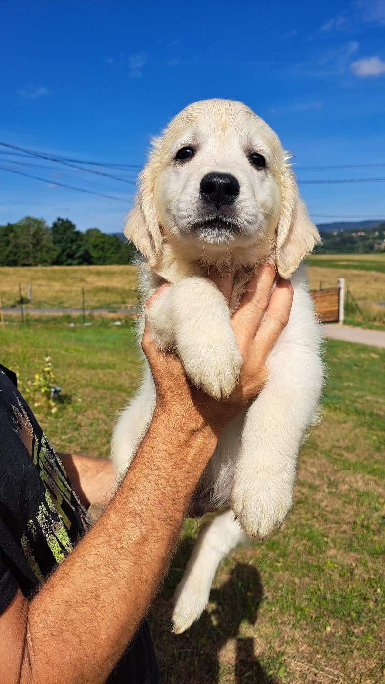 of Mayajoe's Dreams - Chiots disponibles - Golden Retriever