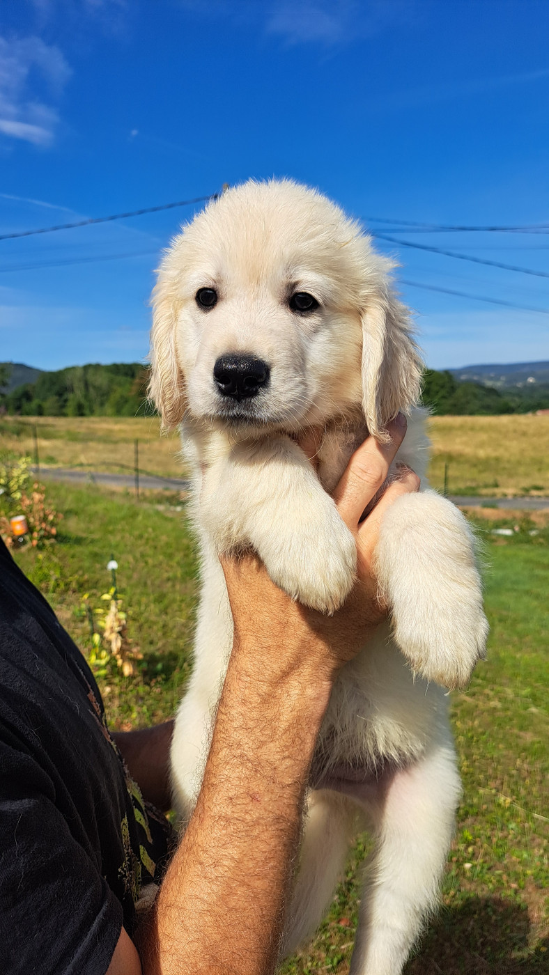 of Mayajoe's Dreams - Chiots disponibles - Golden Retriever