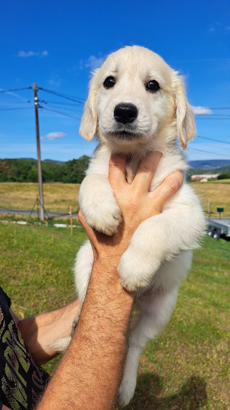 of Mayajoe's Dreams - Chiots disponibles - Golden Retriever