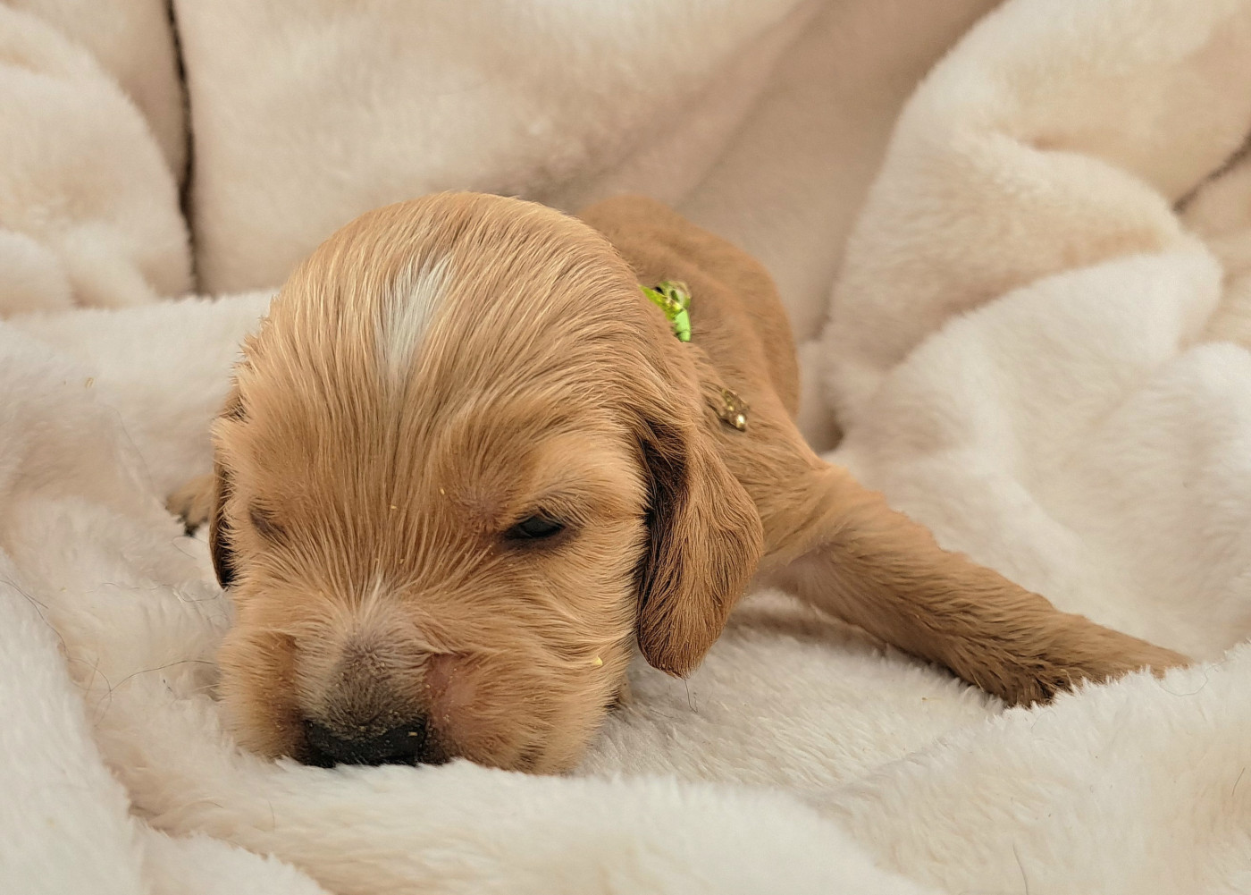of Mayajoe's Dreams - Chiots disponibles - Cocker Spaniel Anglais