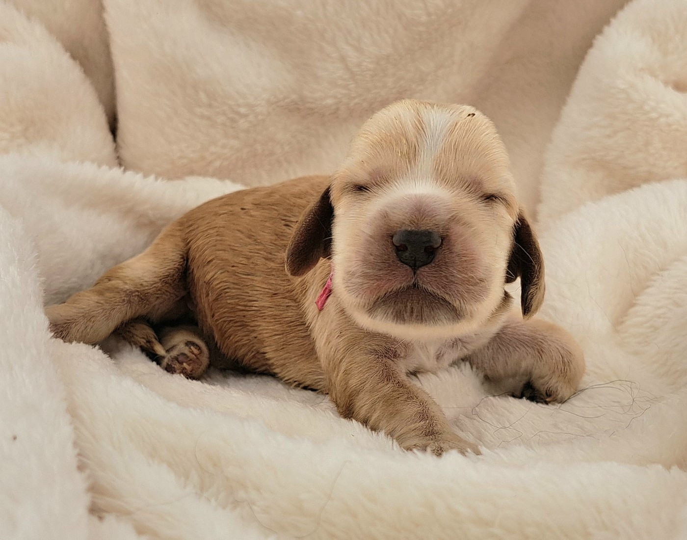 of Mayajoe's Dreams - Chiots disponibles - Cocker Spaniel Anglais