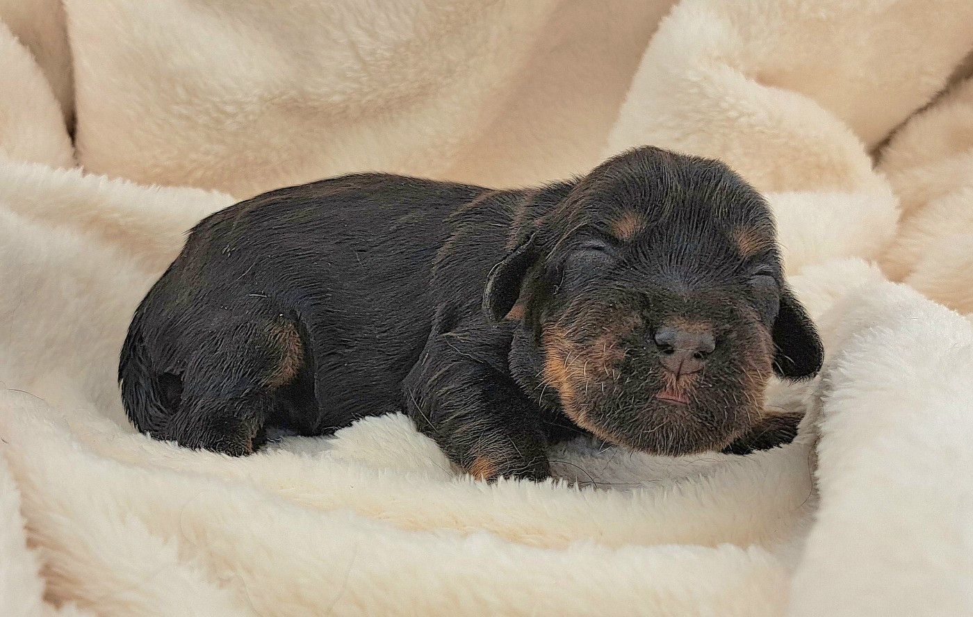 of Mayajoe's Dreams - Chiots disponibles - Cocker Spaniel Anglais